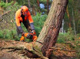 Professional Tree Removal Services in Verona, MS